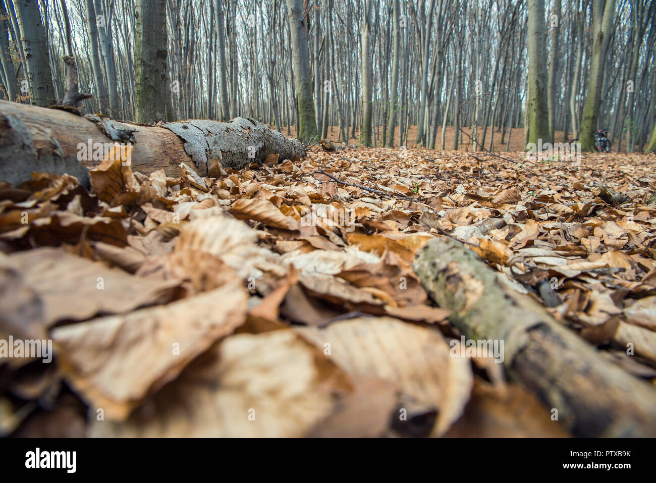 Schönen Buchenwald im Frühjahr Stockfoto
