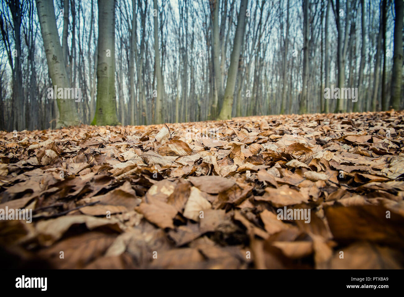 Schönen Buchenwald im Frühjahr Stockfoto