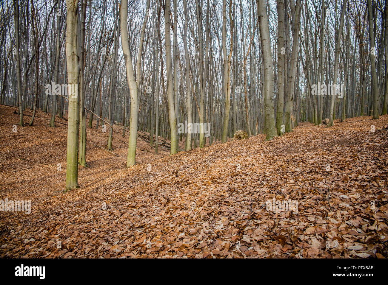 Schönen Buchenwald im Frühjahr Stockfoto