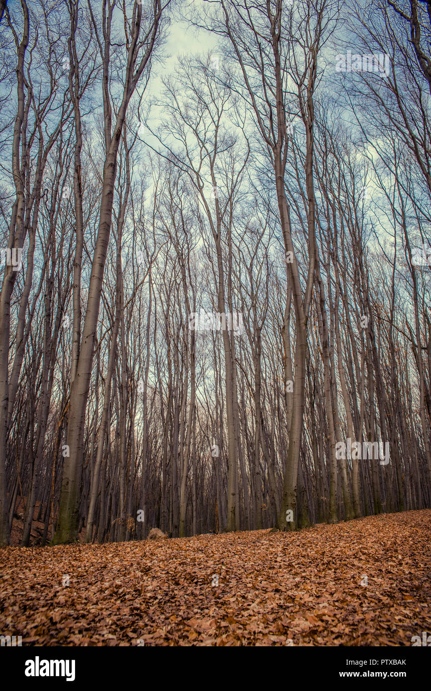 Schönen Buchenwald im Frühjahr Stockfoto
