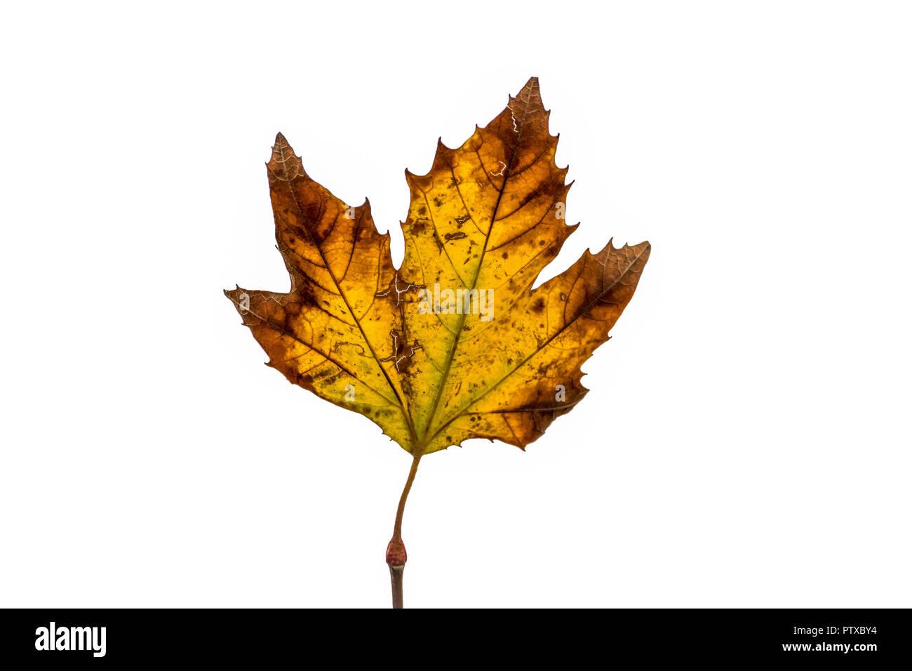 Einzelne gelbe maple leaf auf Pfingstmontag isoliert Stockfoto