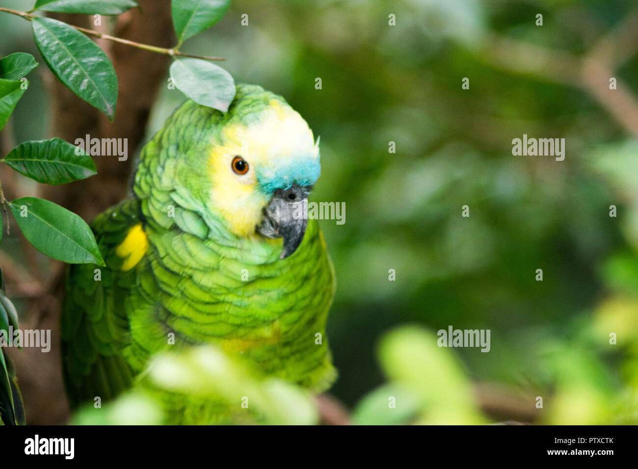 Lebendige Grün und bunt Gelb naped Amazon Parrot eine Nahaufnahme Tier  portrait einer gefährdeten Vogel Stockfotografie - Alamy