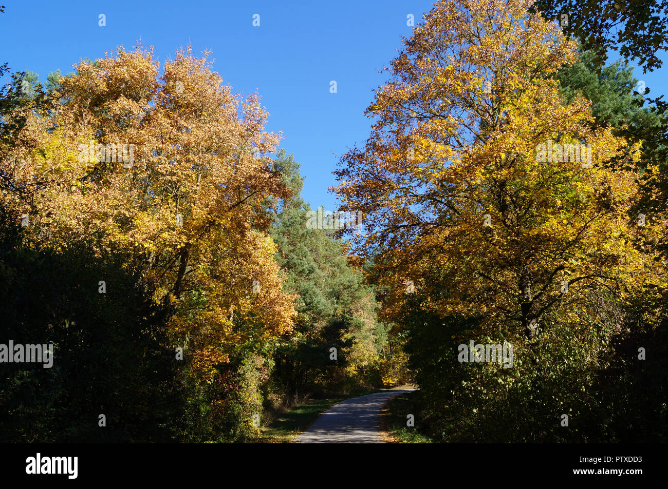 Weg im Wald an einem sonnigen Tag im Herbst Stockfoto