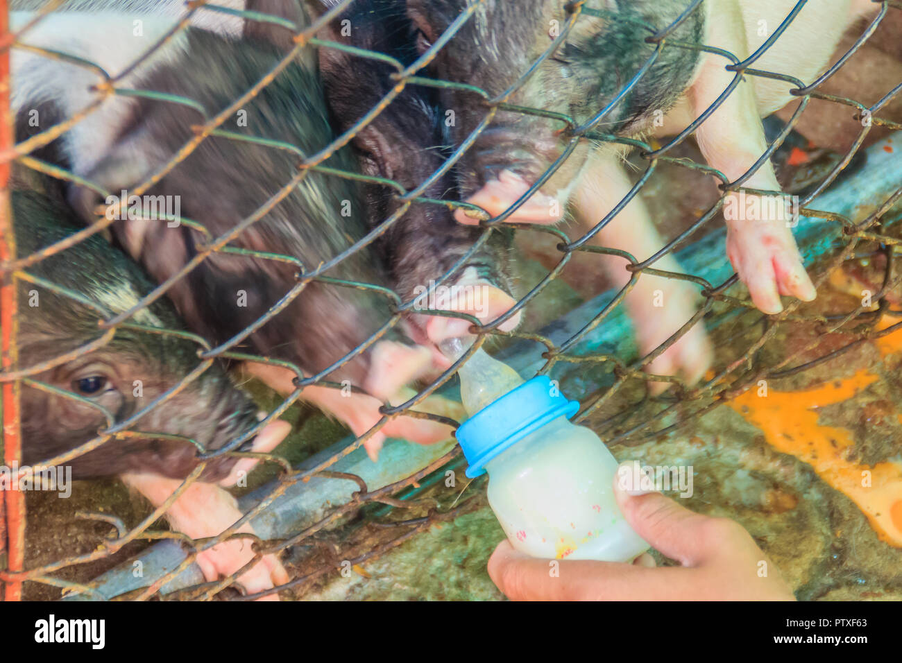 Touristische feeding baby Schwein in hölzernen Käfig mit Milch wie ein menschliches Baby. Niedliches kleines Schwein, die versuchen, aus der Flasche zu saugen. Fütterung eine Flasche Milch zu Schwein. Stockfoto