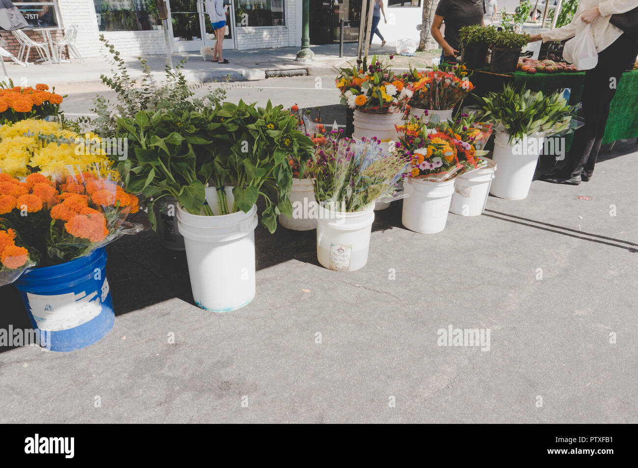 Südkalifornien Blumenstand bei Farmers Market: Wunderschöne Blumen für den Verkauf auf dem Display in weiß Eimer, natürliches Licht. Stockfoto