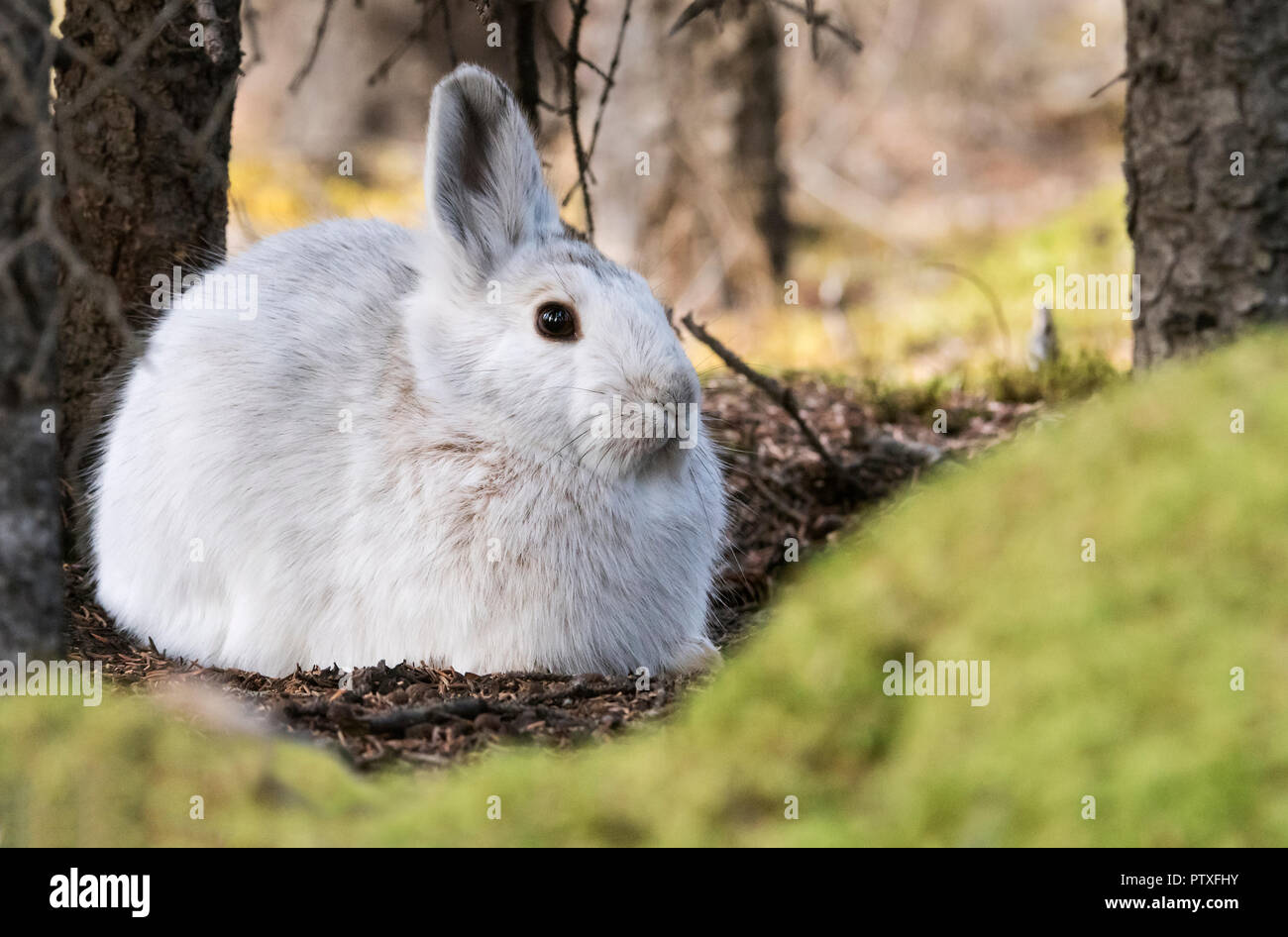 Schneeschuhwandern (variiert) Hase; Denali National Park, Alaska Stockfoto