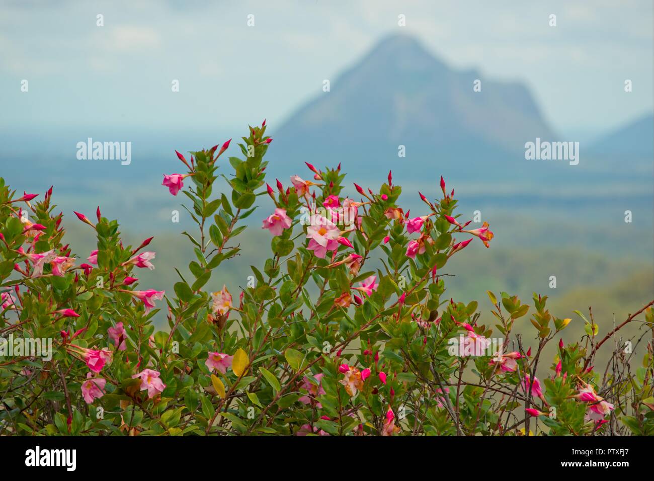 Nahaufnahme einer rosa mandevilla Strauch mit Mount Beerwah im Hintergrund Stockfoto
