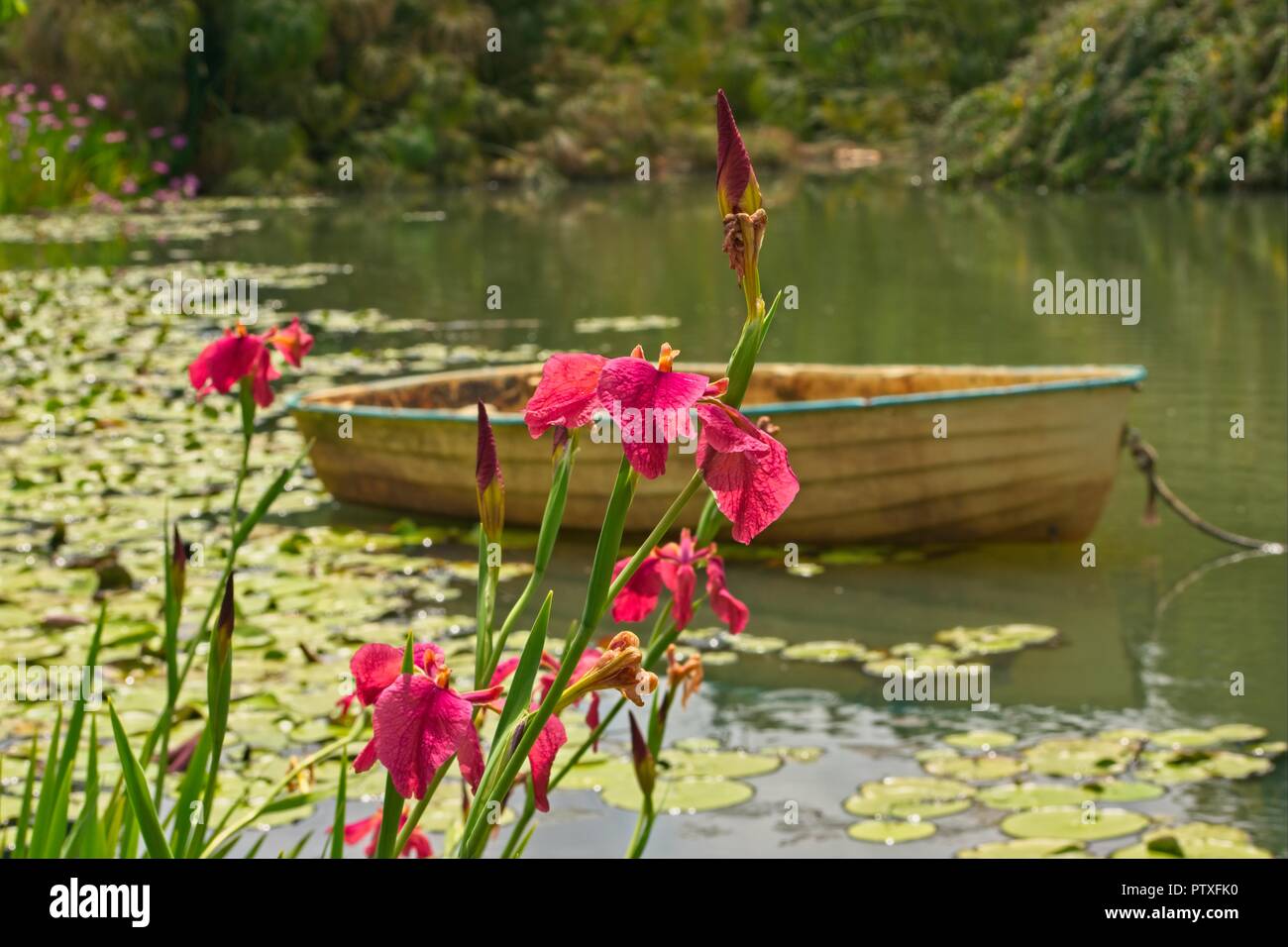 Die idyllische Landschaft mit Rosa iris Blumen und Boot im Hintergrund. Stockfoto