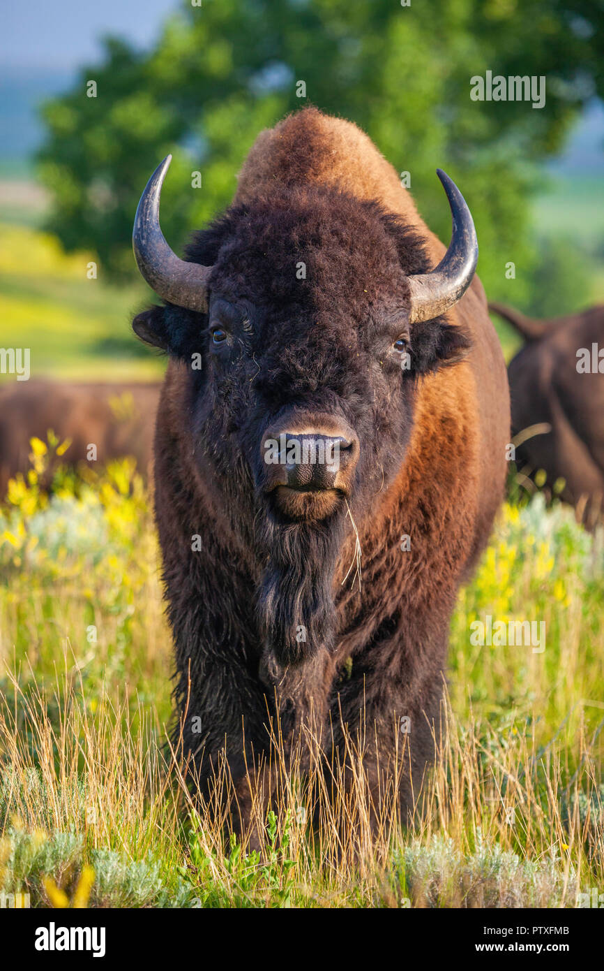 Amerikanische Bisons, Norden, Theodore Roosevelt National Park, North Dakota Stockfoto