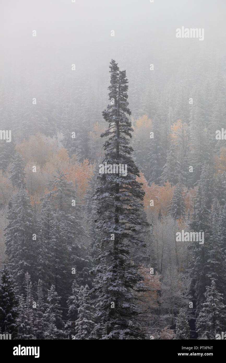 Abstauben des Schnees auf den Kiefern und Aspen im Herbst, Brighton, Big Cottonwood Canyon, Wasatch Berge, Utah Stockfoto