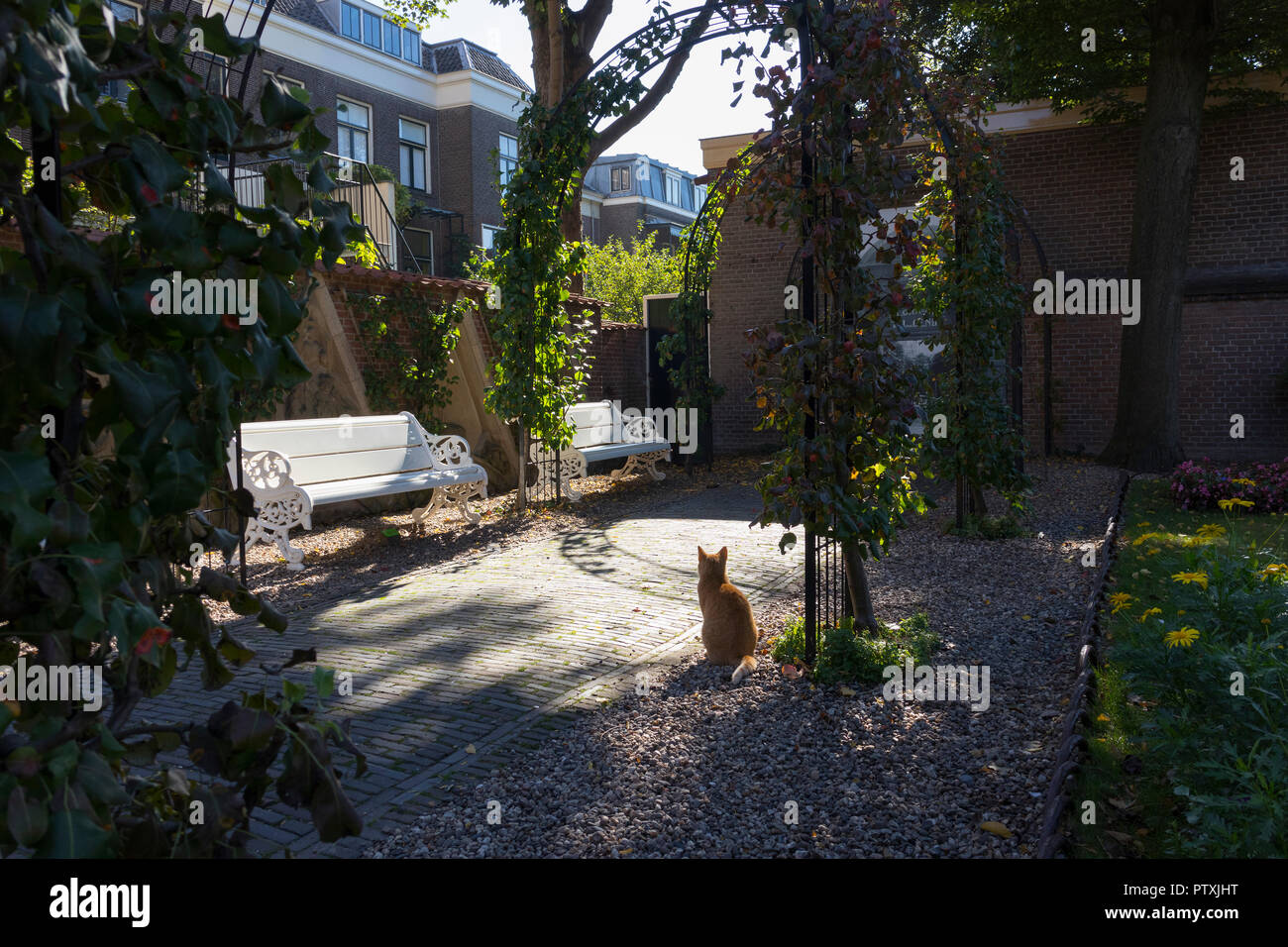 Utrecht, Niederlande - 27 September, 2018: die Katze im Garten des historischen Florahof im mittelalterlichen Stadtzentrum von Utrecht Stockfoto
