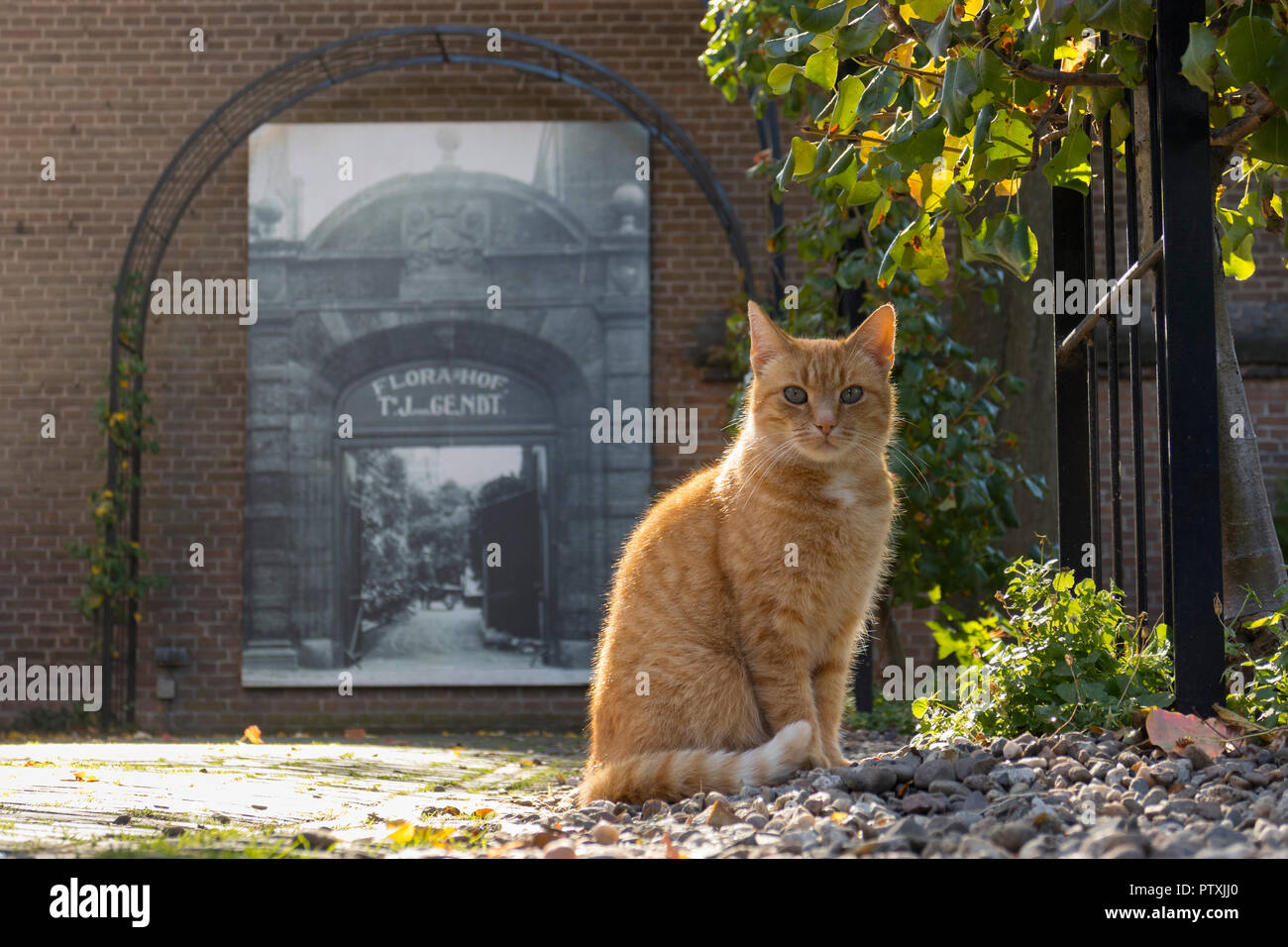 Utrecht, Niederlande - 27 September 2018: rote Katze im Garten des historischen Florahof im mittelalterlichen Stadtzentrum von Utrecht Stockfoto