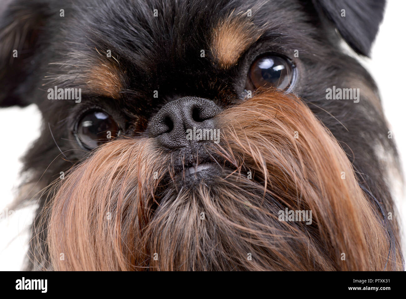 Portrait einer adorable Griffon Bruxellois - auf weißem Hintergrund. Stockfoto