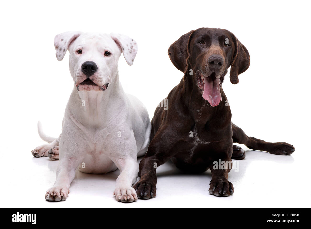 Studio geschossen von einem entzückenden Dogo Argentino und ein Deutsch Kurzhaar liegen auf weißem Hintergrund. Stockfoto