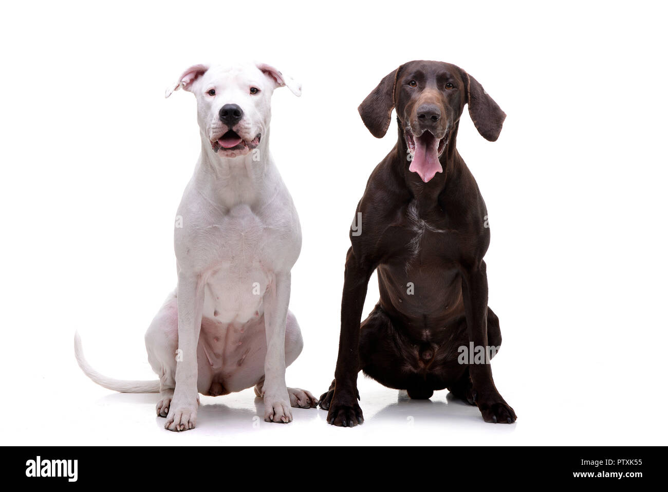 Studio geschossen von einem entzückenden Dogo Argentino und ein Deutsch Kurzhaar sitzend auf weißem Hintergrund. Stockfoto