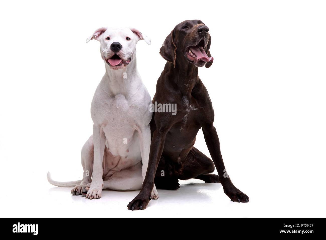 Studio geschossen von einem entzückenden Dogo Argentino und ein Deutsch Kurzhaar sitzend auf weißem Hintergrund. Stockfoto