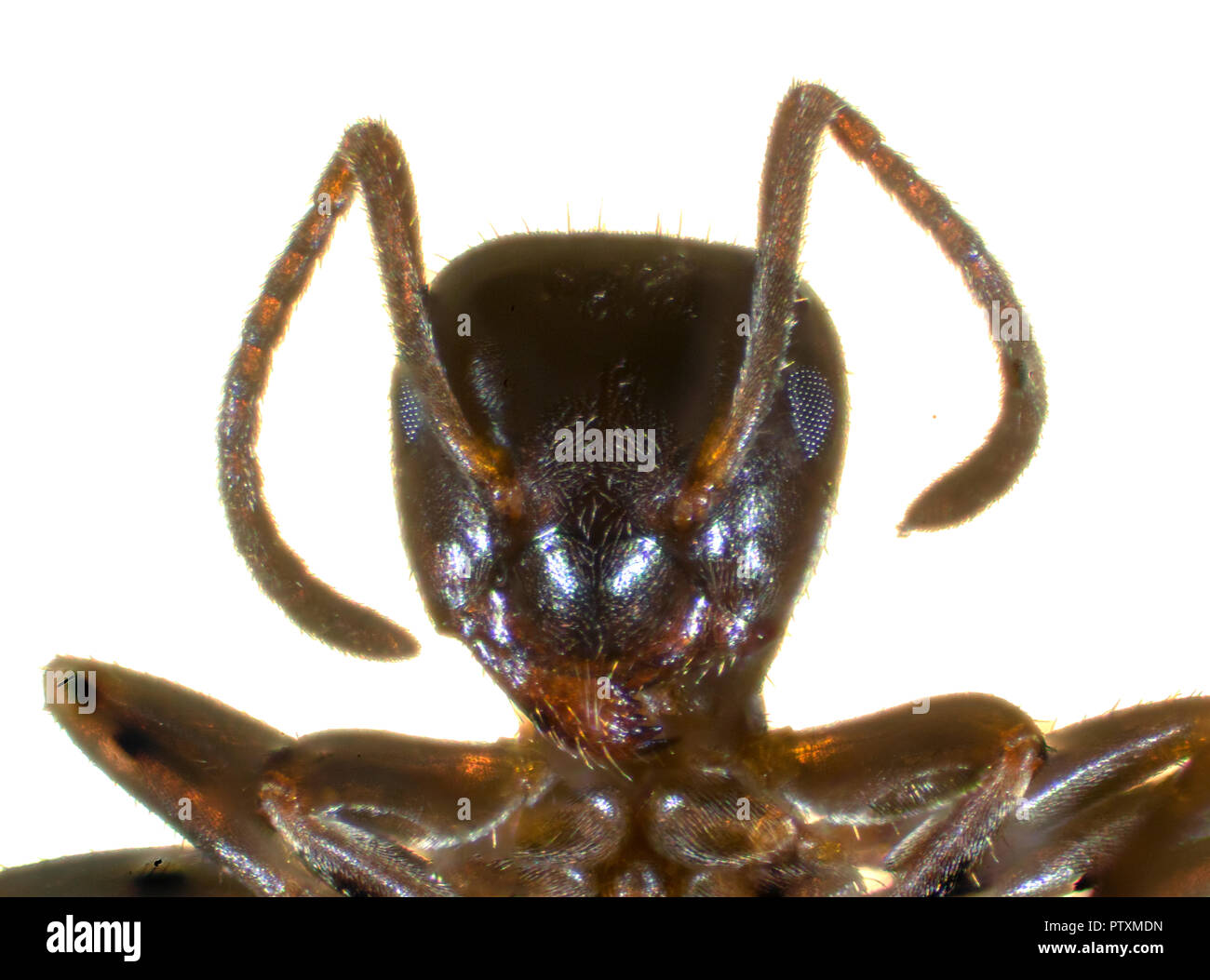Der Schwarze Garten ant (Lasius Niger), auch als die gemeinsame schwarze Ameise bekannt, ist eine formicine Ant, die Art der Untergattung Lasius. Stockfoto