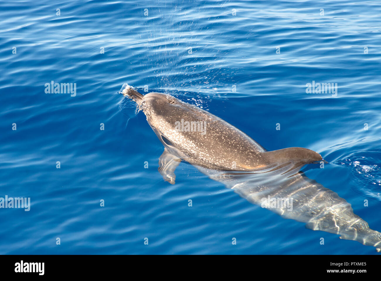 2018 die Insel Madeira wurde zum fünften Mal Namen Europas führendes Insel Ziel von der (World Travel Awards) Stockfoto