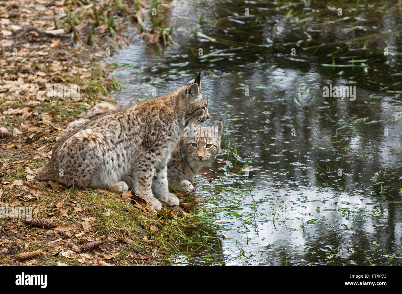 Europäischen Luchs (Lynx lynx) Bayerischen Nationalpark, Deutschland. Captive Stockfoto