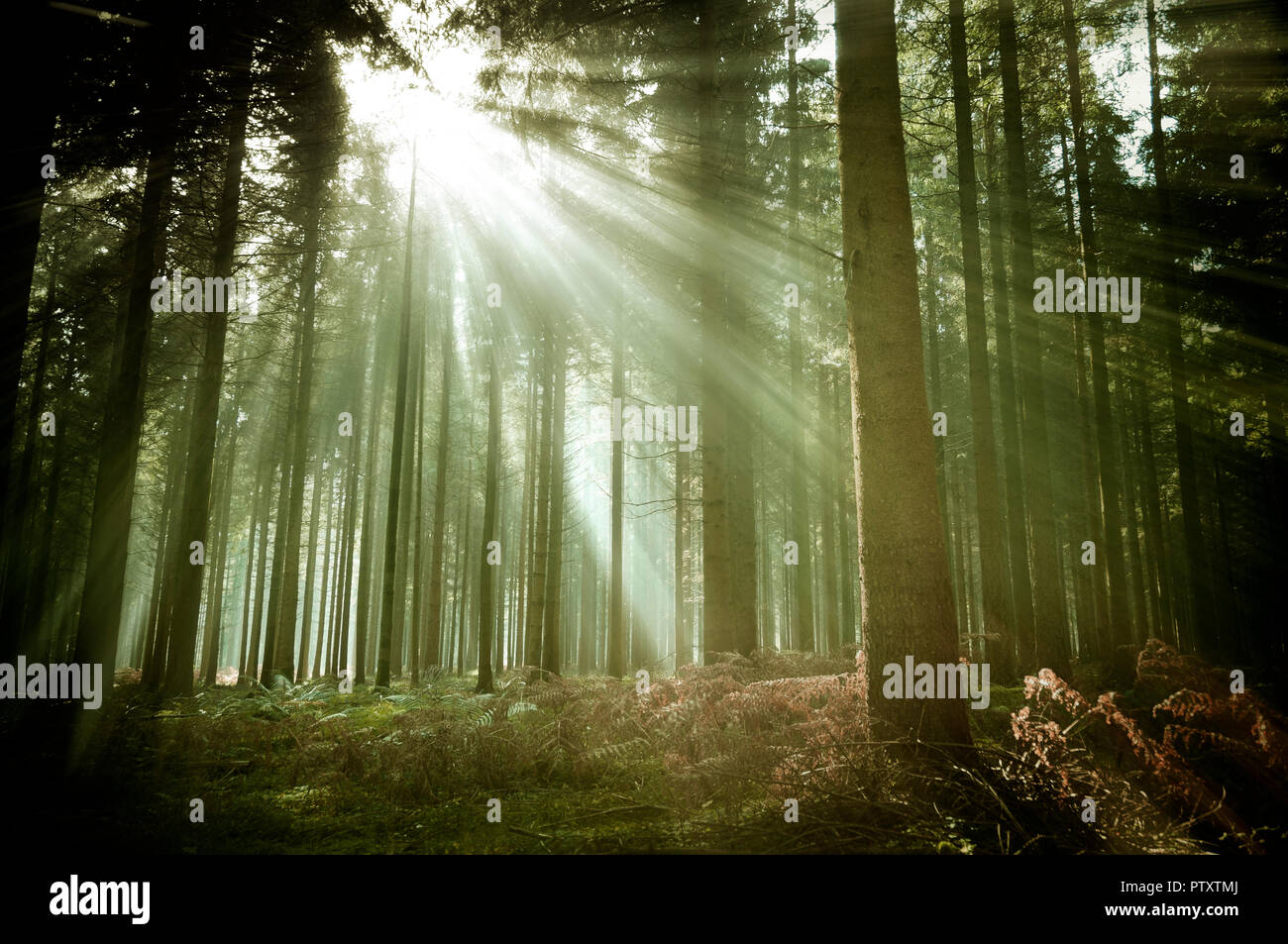Herbst in einem alten Wald Pinienwald mit Sonnenstrahlen fängt einen leichten Nebel. Natur Hintergrund. Stockfoto