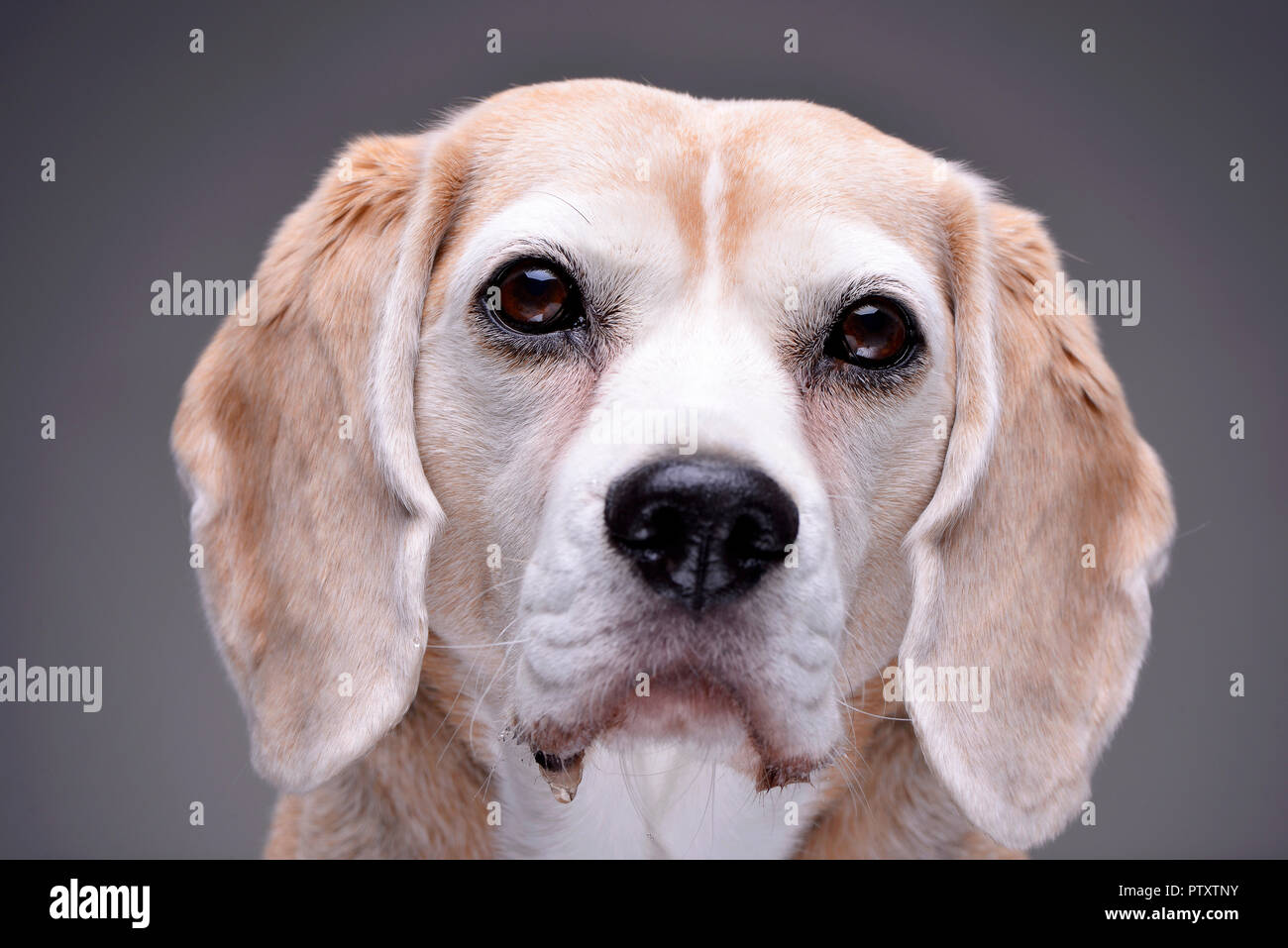 Portrait einer liebenswerten Beagle - auf grauem Hintergrund. Stockfoto