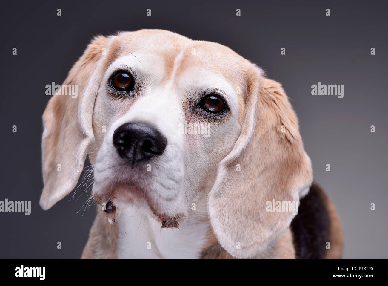 Portrait einer liebenswerten Beagle - auf grauem Hintergrund. Stockfoto