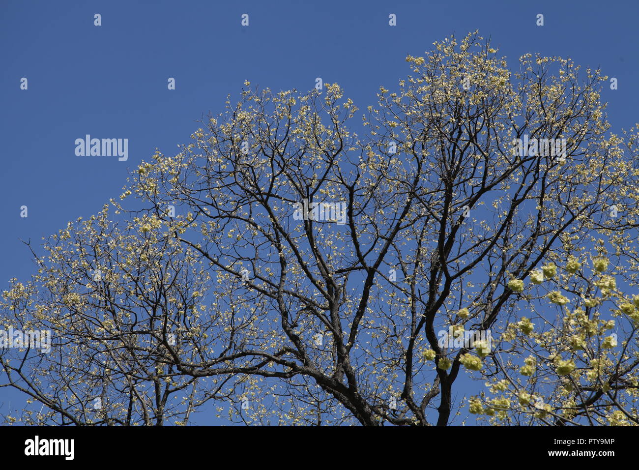 Baum Blühender Frühling Stockfoto