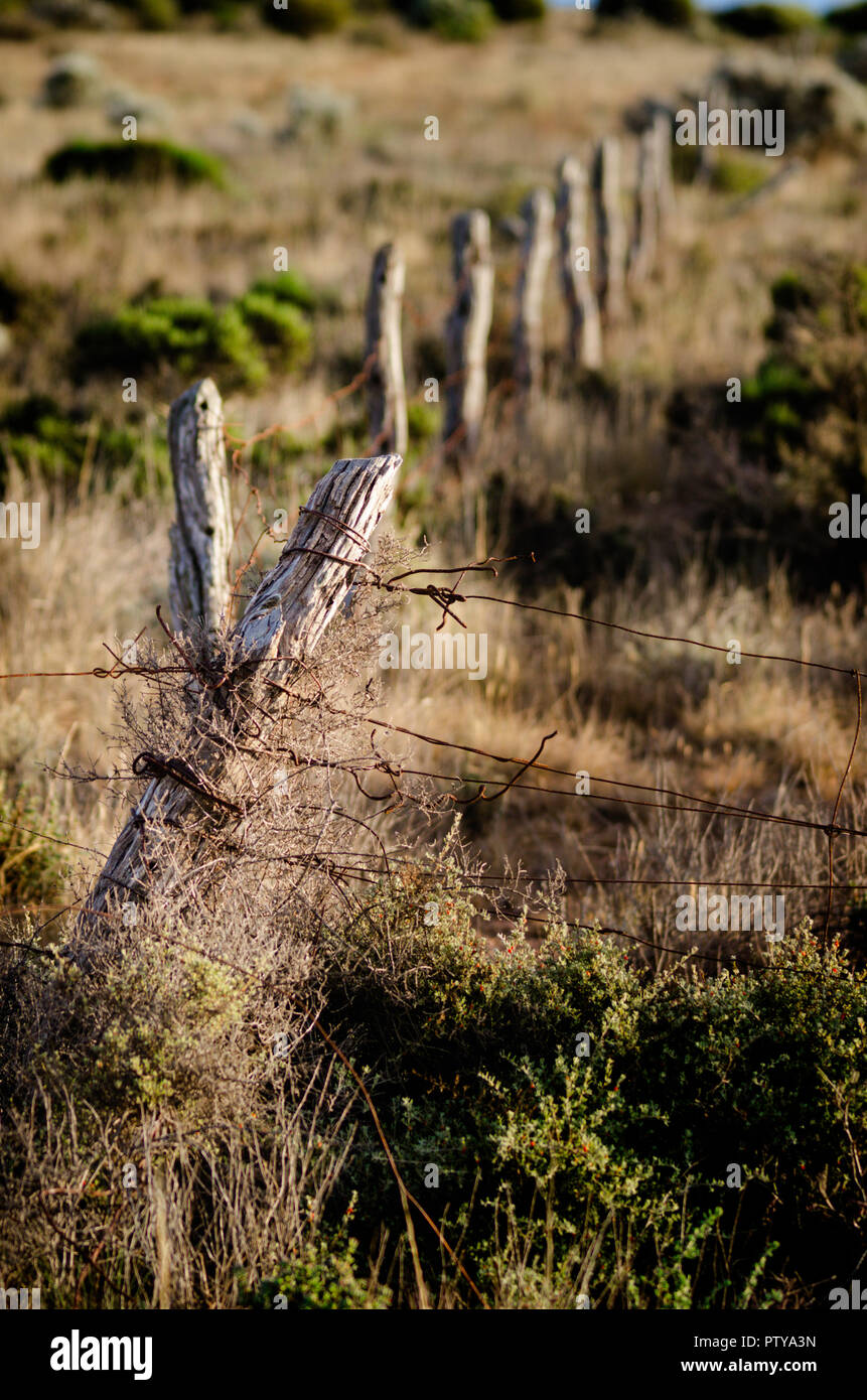 Eingestürzten Zaun an Koonalda Homestead alte Eyre Highway, Nullarbor National Park South Australia Stockfoto