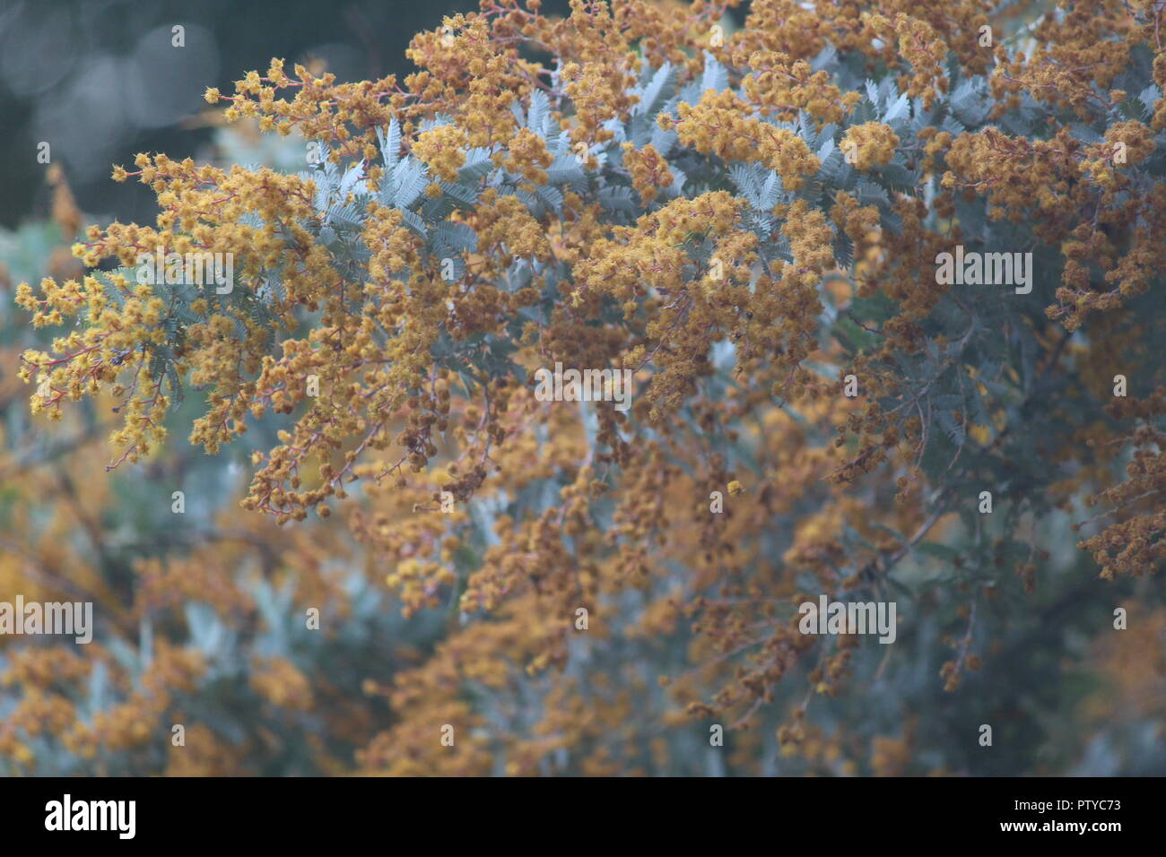 Acacia Baileyana oder 'Purpurea' seine einzigartige orange Blüten und Blätter an Nationalen Botanischen Gärten, Canberra, Australien Stockfoto