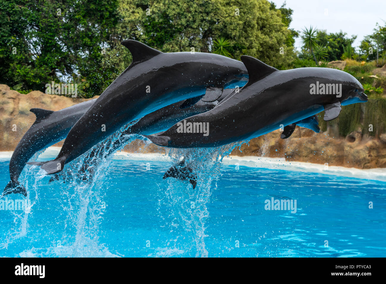 Eine Gruppe von atlantischen Tümmler (Tursiops truncatus) ein Sprung aus dem Wasser. Stockfoto