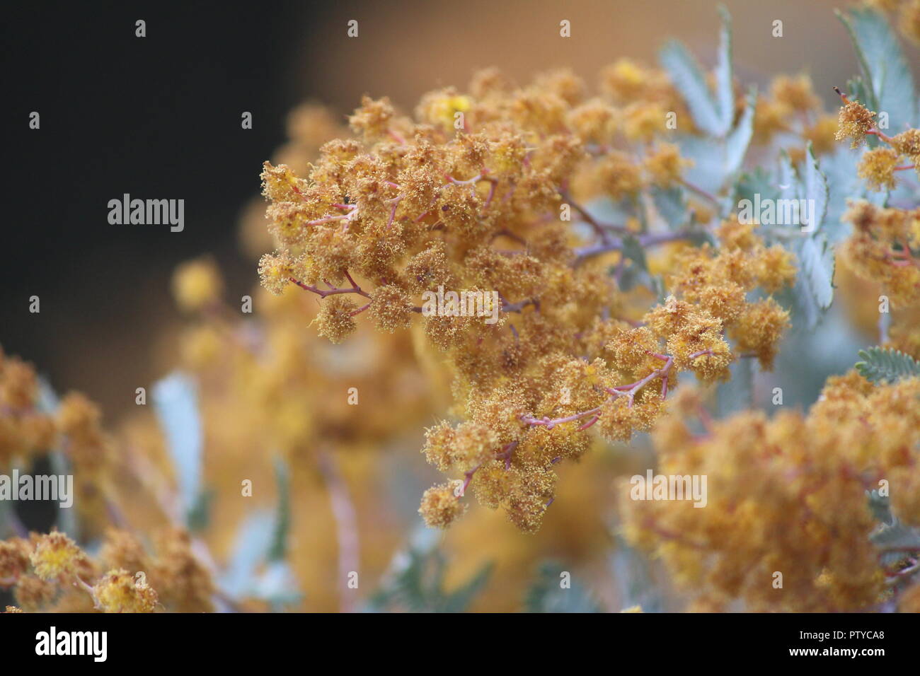 Acacia Baileyana oder 'Purpurea' seine einzigartige orange Blüten und Blätter an Nationalen Botanischen Gärten, Canberra, Australien Stockfoto