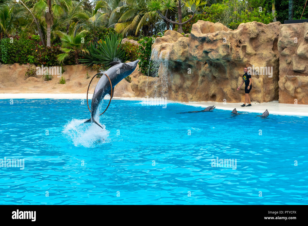 PUERTO DE LA CRUZ, SPANIEN - 20. JULI 2018: Delfinshow im Loro Parque. Stockfoto