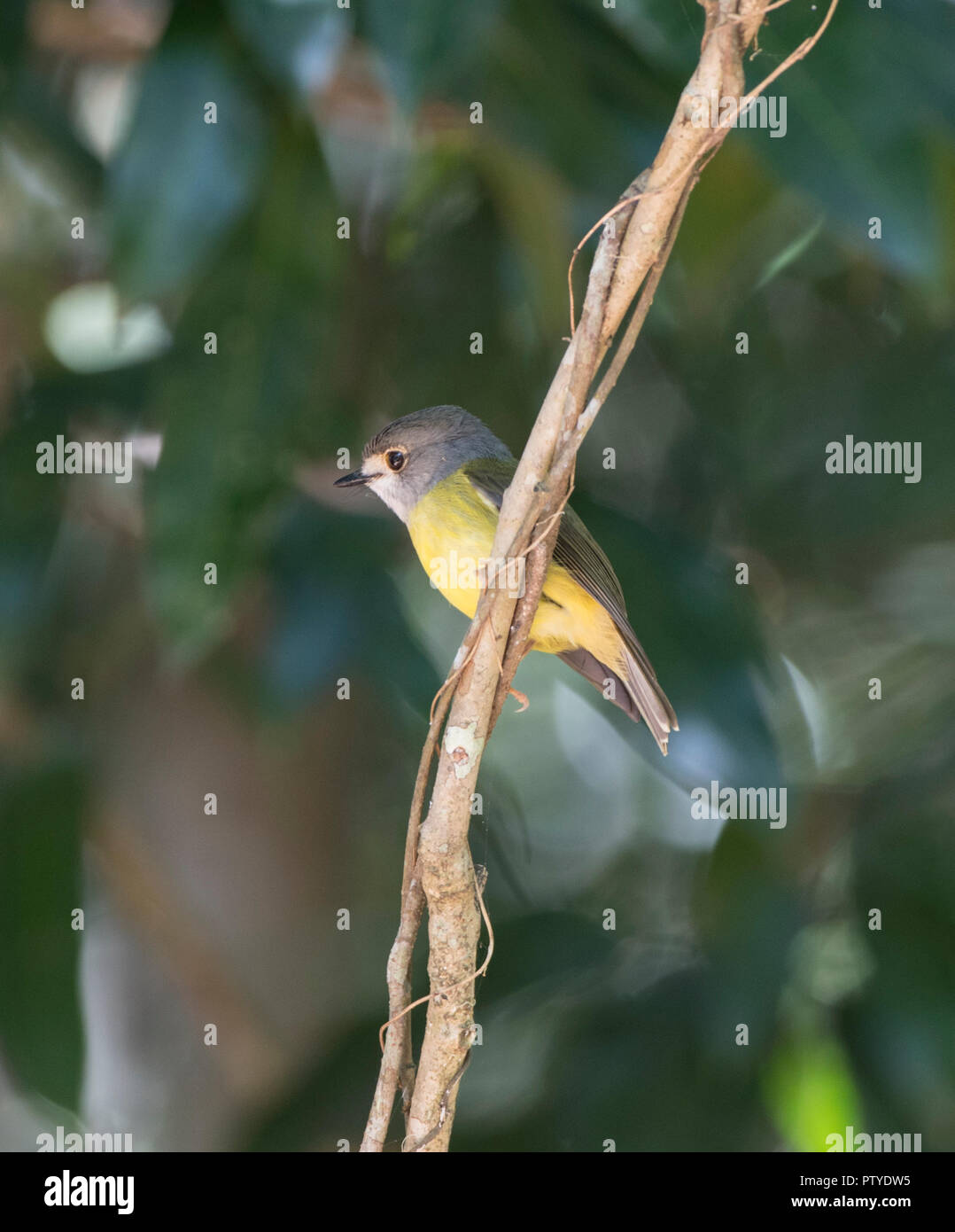 Blass Gelb Robin Northern race (Tregellasia capito Nana) auf einem Zweig, Atherton Tablelands, Far North Queensland, FNQ, QLD, Australien gehockt Stockfoto