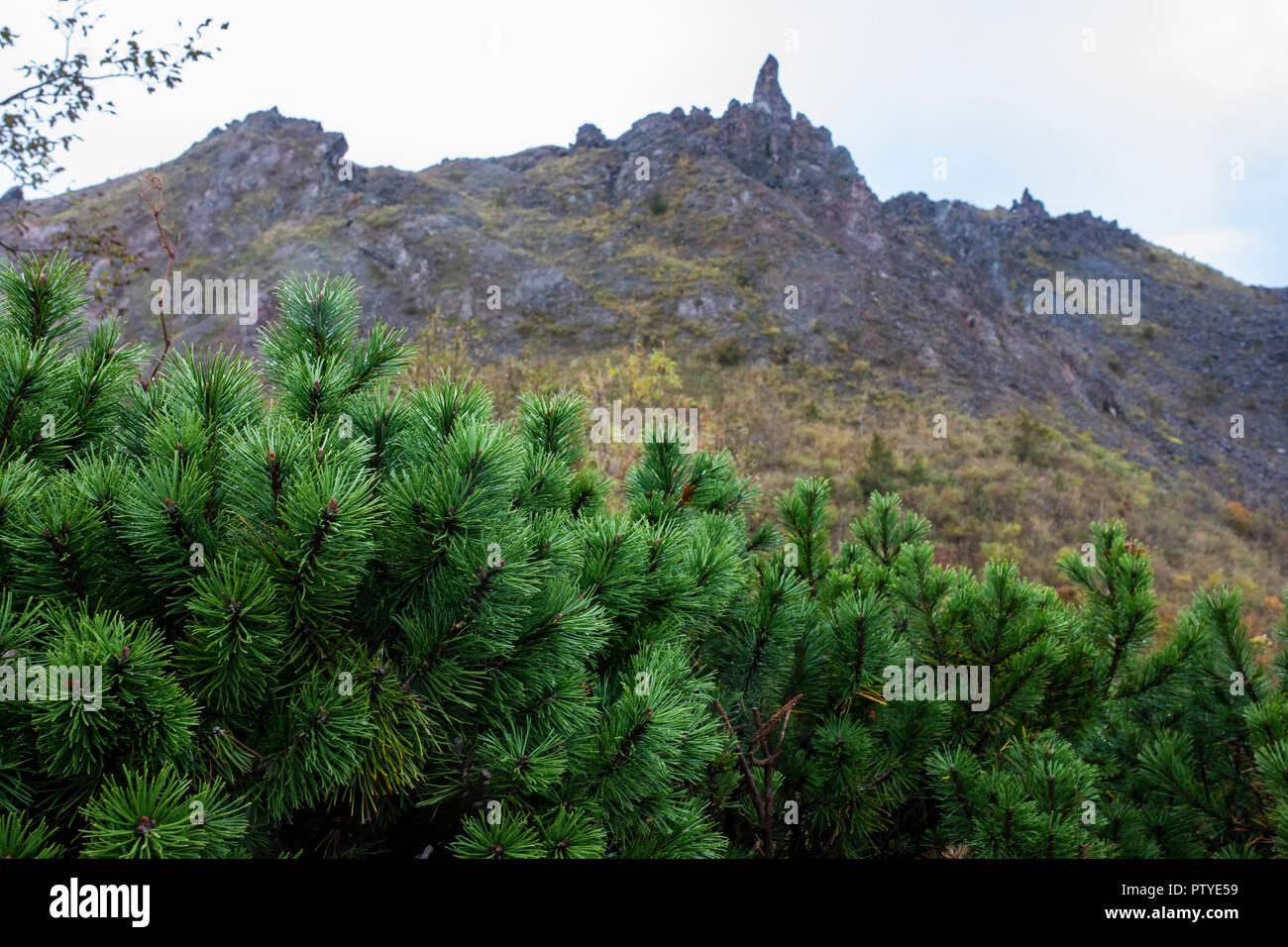 Grüne Blätter von Japan der Kiefer und der Gipfel des Mt. usu in showa shinzan Vulcano eine der beliebtesten Reisen Reiseziele in Hokkaido, Japan Stockfoto
