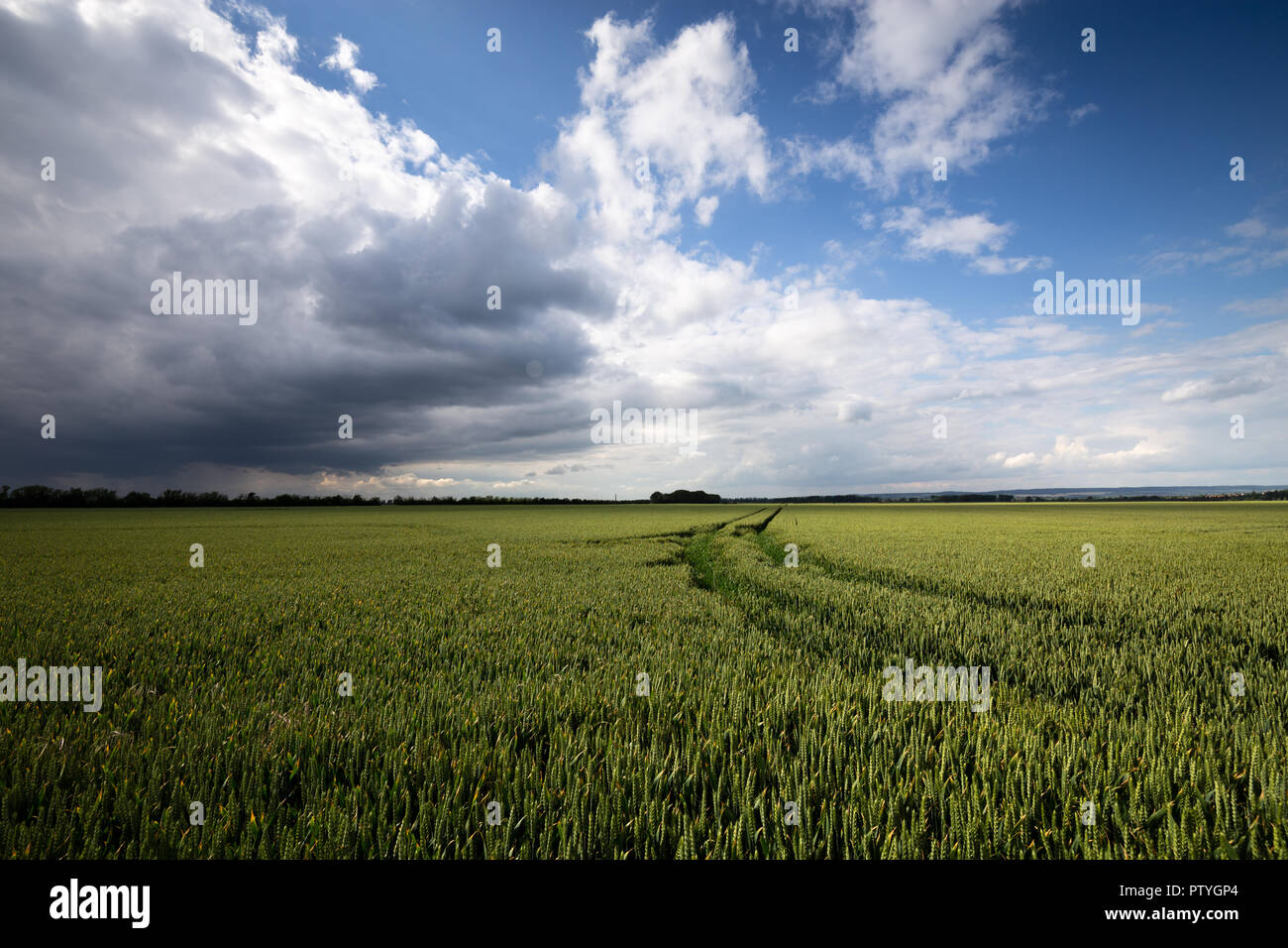 Über einem Feld am blauen Himmel erhebt sich ein Sturm Stockfoto