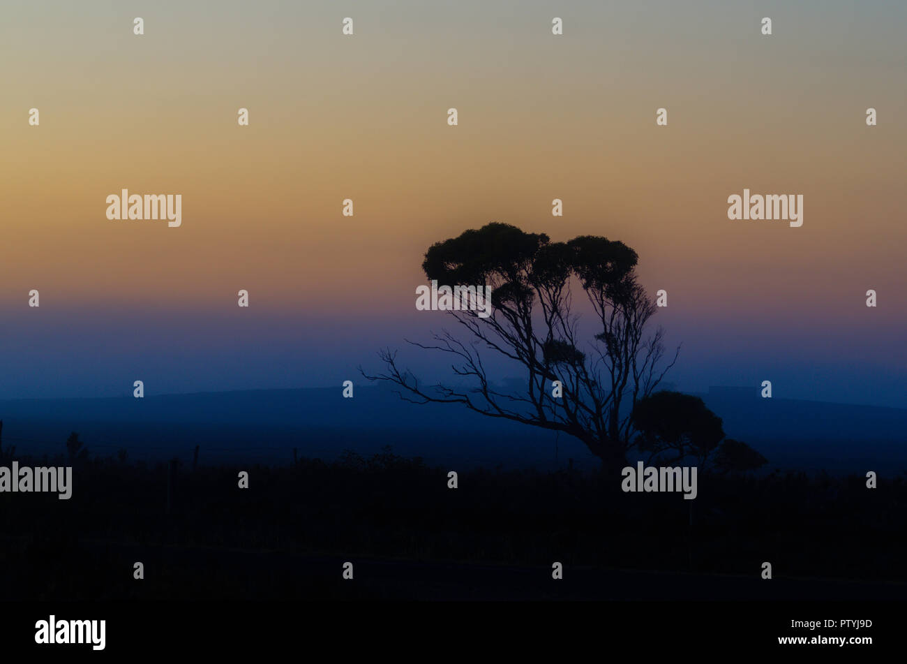 Einsamer Baum Silhouette gegen Sonne morgens im Nebel Stockfoto