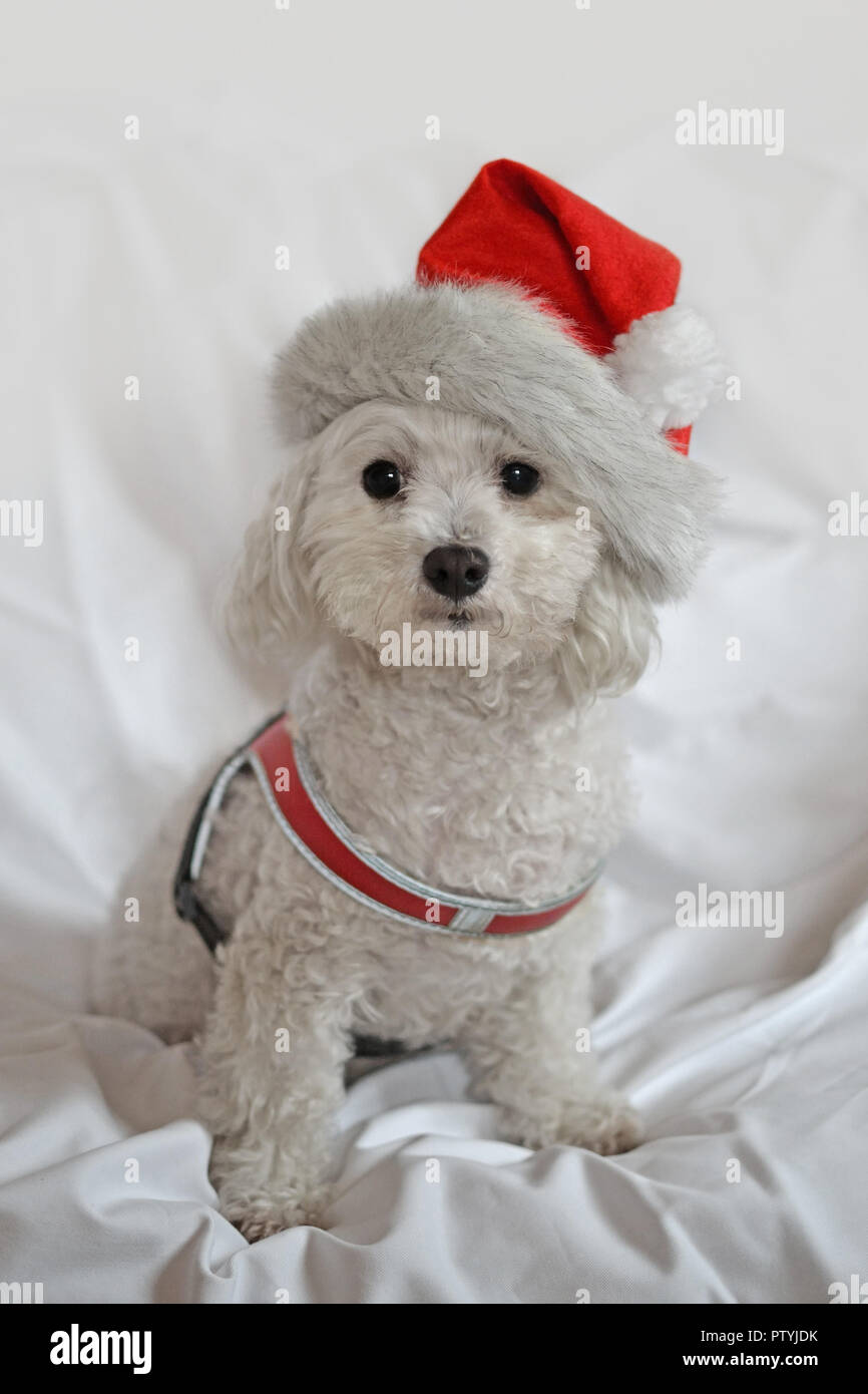 Rudy, Bolognese Welpen Hund mit Mütze auf weißem Hintergrund Stockfoto