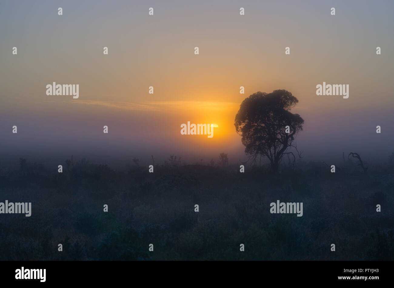 Einsamer Baum Silhouette gegen Sonne morgens im Nebel Stockfoto