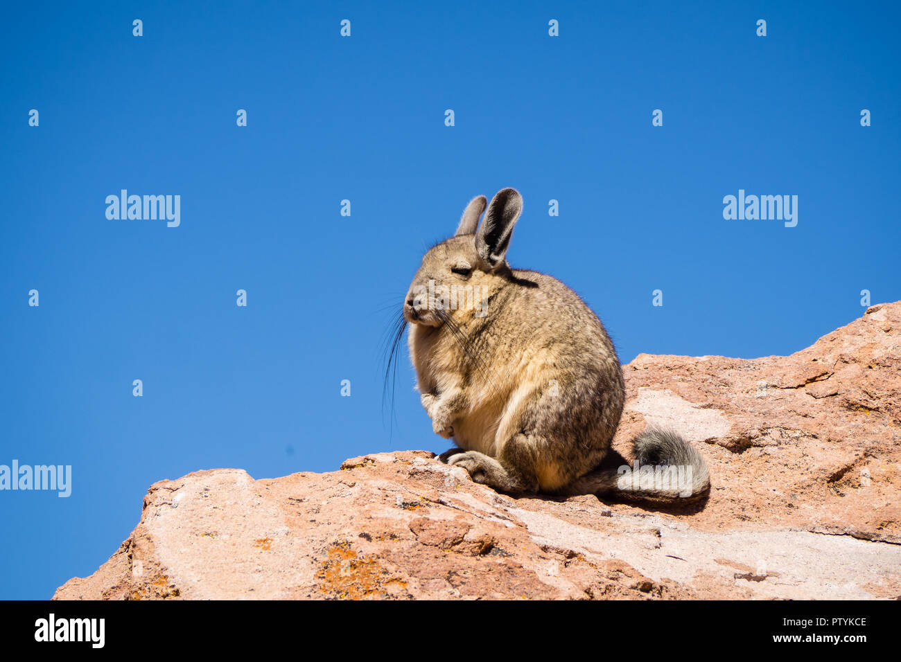 Close up vizcacha pic im Altiplano in Bolivien. Die Anden. Felsen und blauer Himmel Stockfoto