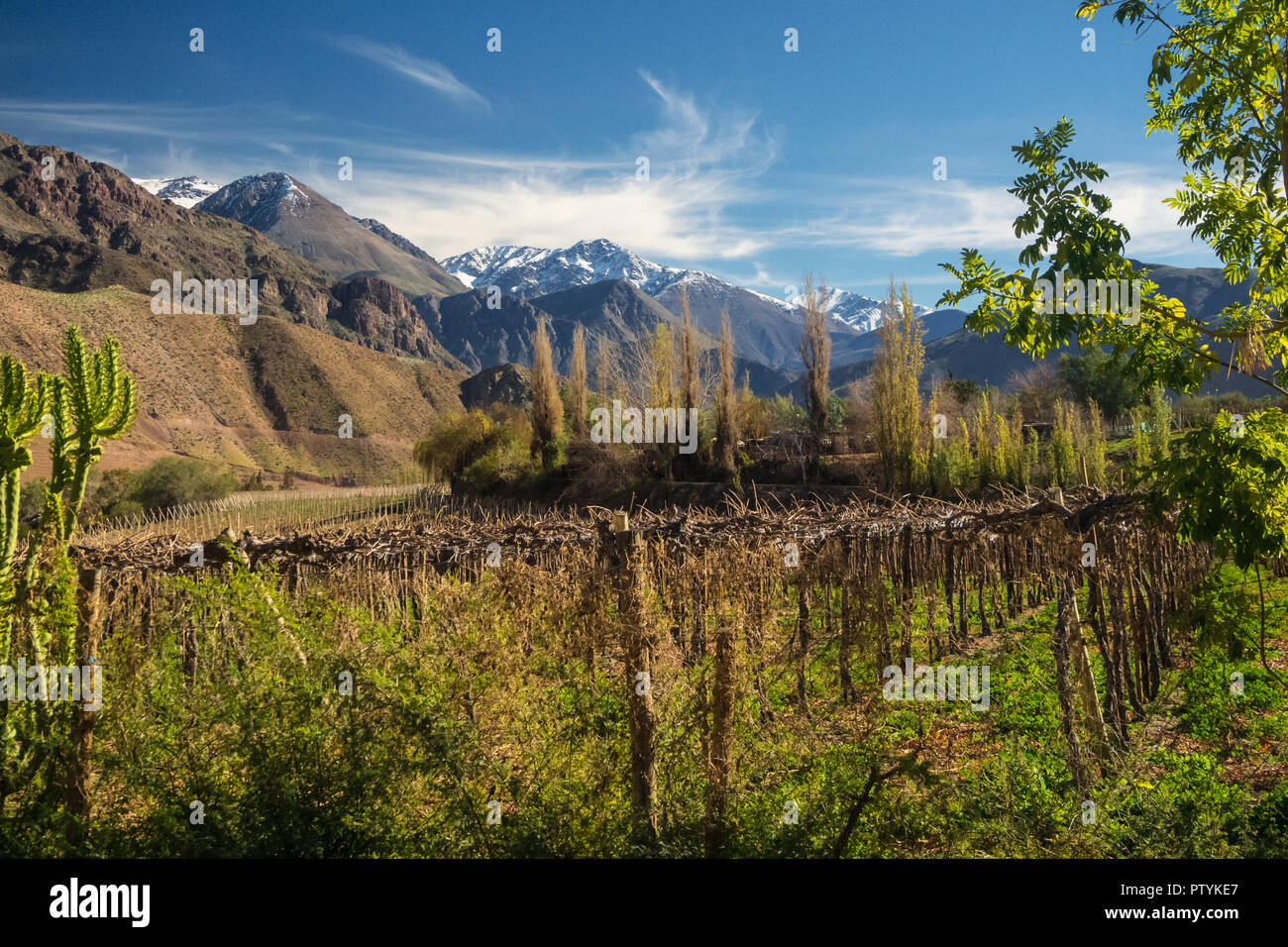 Grapeyard, Weinberg. Elqui-tal, Anden Teil der Atacama Wüste im Coquimbo region, Chile Stockfoto