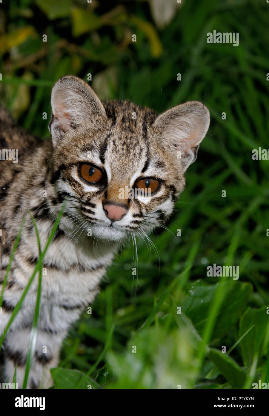 Oncilla oder Tiger - Katze (Leopardus Tigrinus) Tropisches Südamerika. Captive Stockfoto