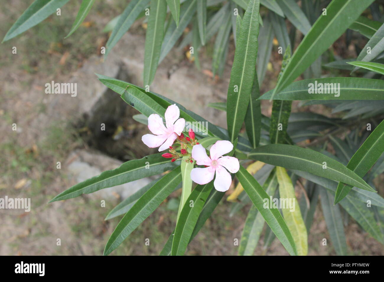 Qutb Minar - Diese schöne Designs in alten Zeiten gemacht wurden. spiegelt die Kultur der reichen Mughal Kultur. Anfang 1192 durch Qutub ud din konstruiert. Stockfoto