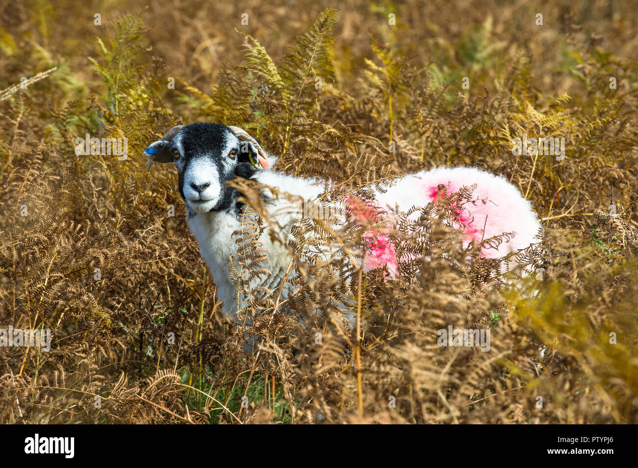 Swaledale Schafe unter der Abdeckung im Herbst farbige Bracken. Stockfoto