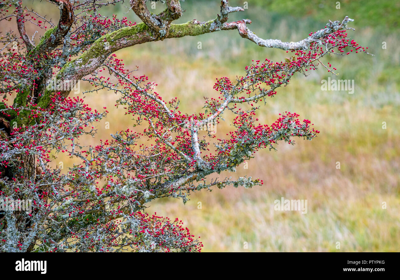 Red Hawthorn Beeren auf einem sterbenden Baum. Stockfoto