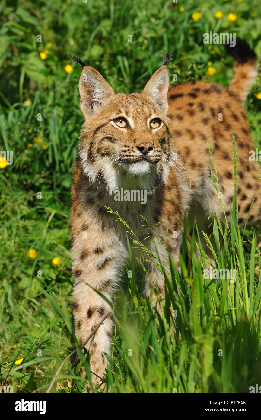 Karpaten Luchs (Lynx lynx Carpathicus) unverlierbaren, Port Lympne Wild Animal Park, Großbritannien Stockfoto