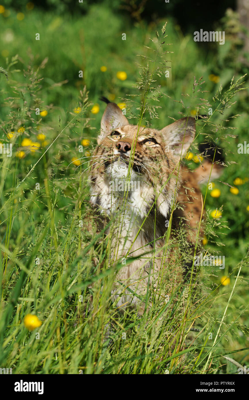 Karpaten Luchs (Lynx lynx Carpathicus) unverlierbaren, Port Lympne Wild Animal Park, Großbritannien Stockfoto
