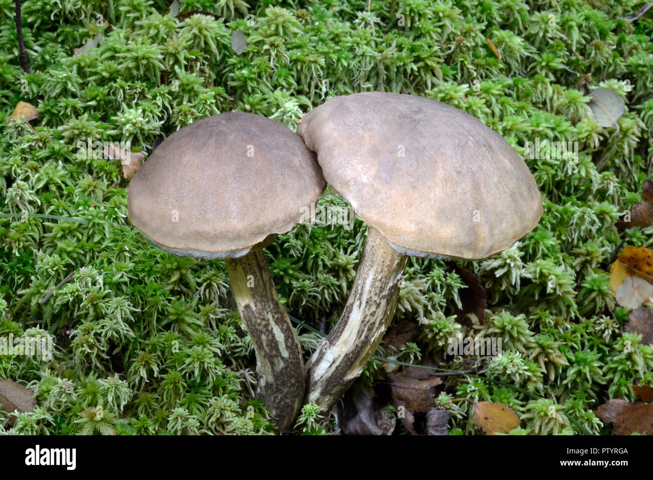 Die waldlandschaft Leccinum scabrum Pilz (grobe Entrappt bolete) Mykorrhiza Verbände Formulare mit Birken. Es ist eine gängige, weit verbreitete Arten. Stockfoto