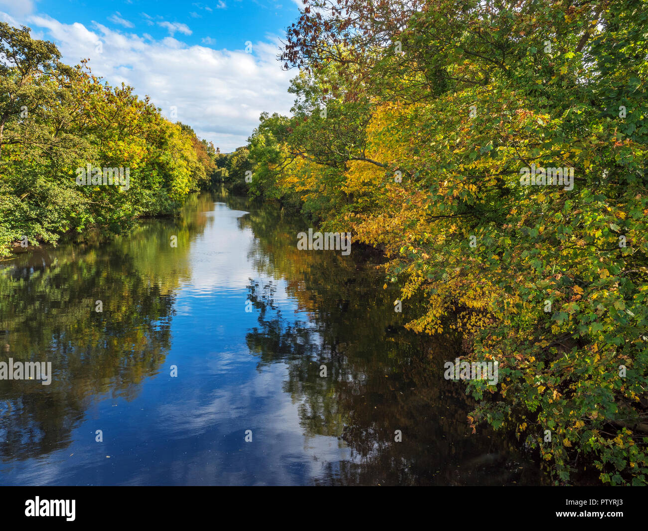 Herbst Bäume am Ufer des Flusses Aire in der Nähe von saltaire West Yorkshire England Stockfoto