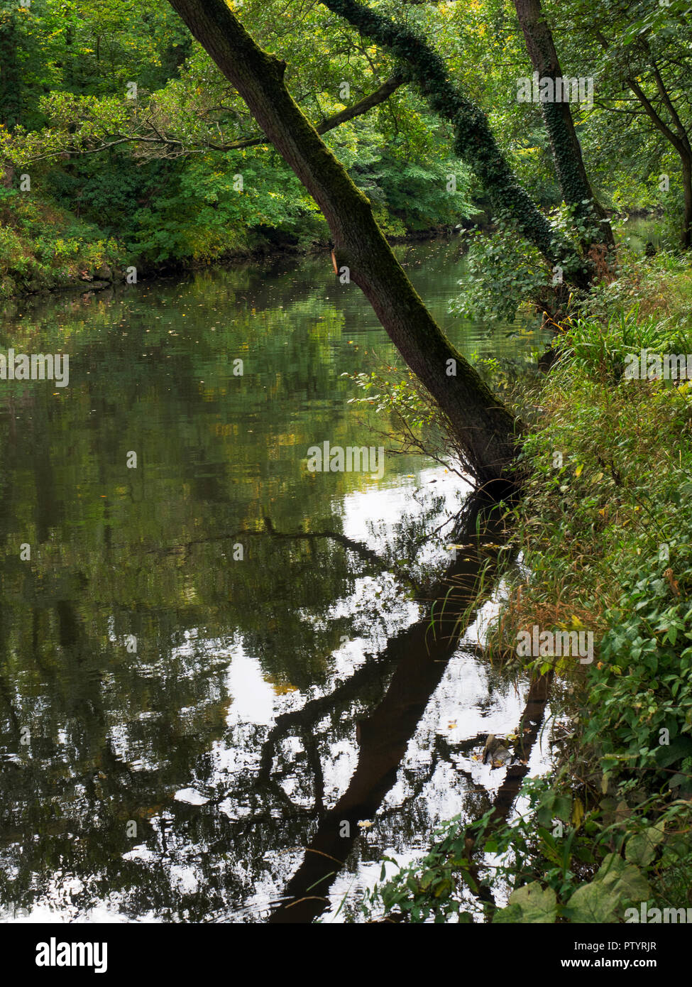 Bäume spiegeln sich in den Fluss Aire im frühen Herbst in der Nähe von saltaire West Yorkshire England Stockfoto