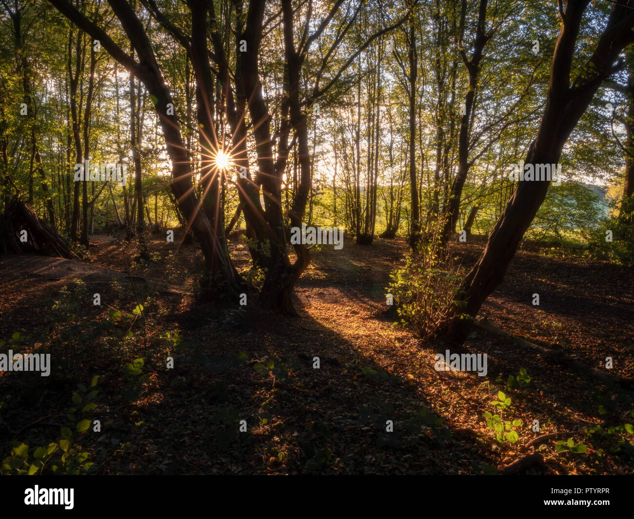 Am Nachmittag Sonne scheint durch die Bäume in einem Wald im Herbst Stockfoto